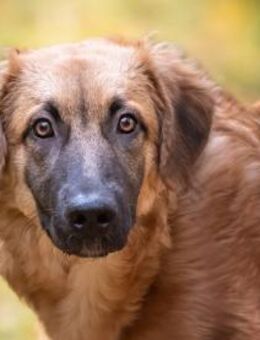 Geben Sie Venere ein gutes Hundeleben? - Neuss