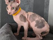 Süße Sphinx Kitten !!!Abholbereit !!! - Wolfenbüttel