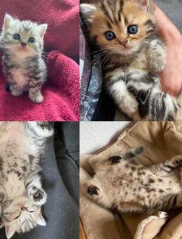 BKH Kitten Gold Silber Tabby Blue mit Stammbaum - Magdeburg
