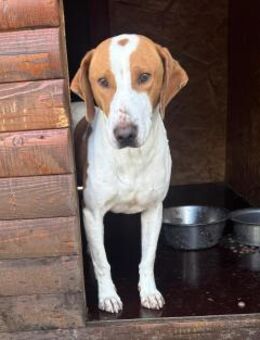 Hugo - sanfter Junghund sucht Zuhause - Hamburg