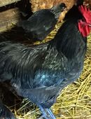 Australorps in 26487