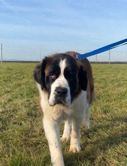 Rea - die sanfte Riesin mit Herz - Obertshausen