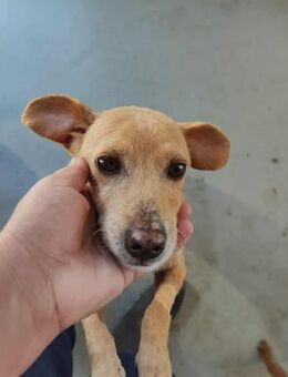 Freundliche Lilly - Eichenzell