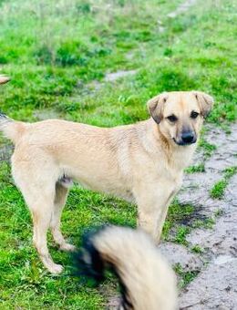 🧡Entdecker-Junghund Filip🐾 - Eislingen (Fils)