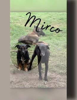 Mirco - Mix, mit Video - Frankfurt (Main)