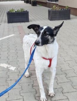 Fluffy - Hütehund-Mischling mit Energie - Gerlingen