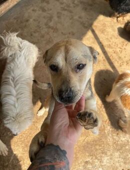 Lieber Rüde WOOKIEE sucht liebes Zuhause - Neuberg