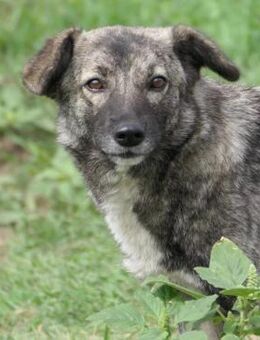 Bonnie zaghafte Hündin - Kallmünz