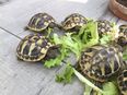 5 Griechische Landschildkröten Testudo Hermanni (THB) Nachzucht 2023 in 24119