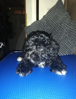 Bolonka - Havanese Mix Welpen suchen neues Zuhause - Plau (See)