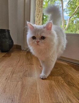 Süßer 7 Monate alter Kater sucht liebevolles Zuhause - München Laim