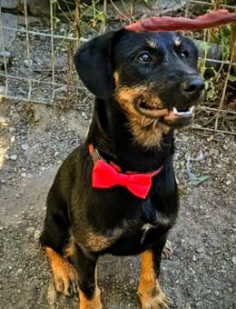 Velcro sucht ein Zuhause - Marpingen