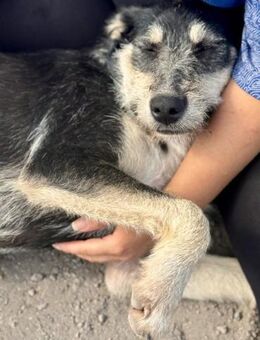 JESSIE - super sozial, lieb, umgänglich - Weilheim (Oberbayern)