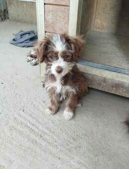 Funny - sanfte, neugierige Maus - Idstein