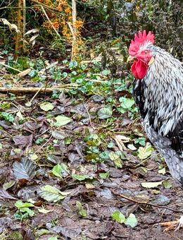 Junge nette Hähne abzugeben - Vellahn