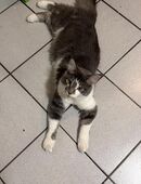 Main Coon Kater in 29229