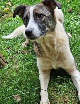 Nino- neue Heimat gesucht - Nürnberg