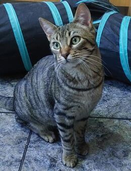 Anhänglicher Carlos (und Geschwister)ALO - Geisenheim