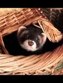 Junge Frettchen suchen dringend ein neues Zuhause in 78315