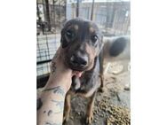 Aivy - Pflegestelle oder Zuhause gesucht - Oberwies
