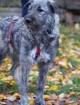 TOLLE Mischlingshüdinnen ca 8.5 Monate alt , suchen ein Zuhause - Hohe Börde