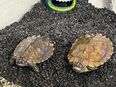 2 Höckerschildkröten, graptemys kohuii, suchen ein neues Zuhause in 86150