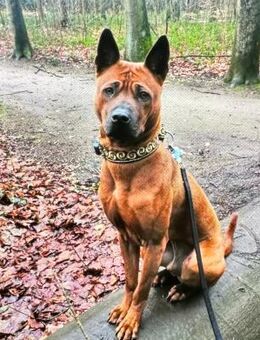 Chili - es bleibt spannend - Süderdorf