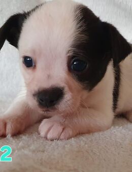 Chihuahua Welpen suchen ihr zu Hause - Barleben