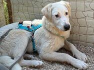 Loki sucht sein Zuhause - Fronreute