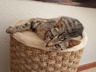 Getigerter kleiner Kater Billy - Bad Camberg