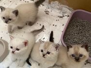 Noch ein zauberhaftes Pointed Kitten sucht ein liebevolles Zuhause - Stockelsdorf