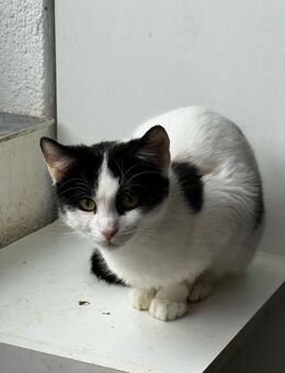 Calin sucht tolles Zuhause - Waakirchen