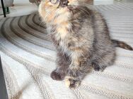 BKH katze und langhaare ( weiblich ) - Gelsenkirchen