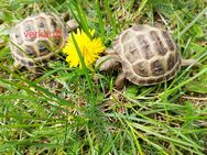 Steppenschildkröten - Ahrensfelde