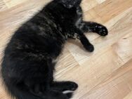 Katzen sucht ein liebevolles Zuhause - Pforzen