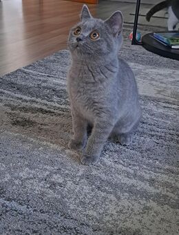 BKH Kitten Männchen blue - Büren