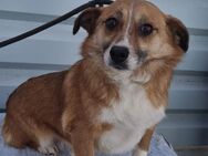 Stella, kleine Hundelady täumt.......... - Köln