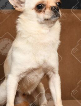 Chihuahua-Deckrüde (nicht zu verkaufen) - Nürnberg