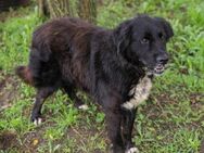 Lieber Senior Solon sucht Familie ❤️ - Laufen