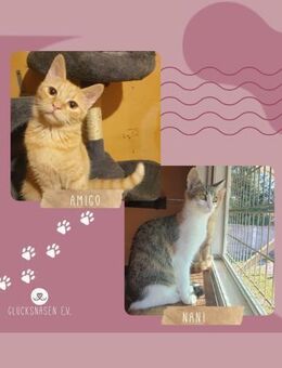 Kätzchen Amigo und Nani sind bereit - Lalendorf