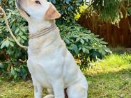 Labrador Rüde 2 Jahre - Großschirma
