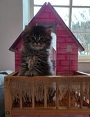 BKH x BLH Mix Kitten in 83088