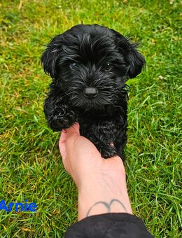 Süße kleine Yorkshire Terrier - Bolonka Mix - Putlitz