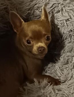 Chihuahua Hündin zwei Jahre sucht liebevolles Heim - Wingst