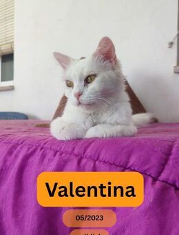 VALENTINA, w., kastr., EHK, weiß - Sipplingen