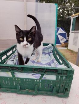 Schmusekater Byron sucht noch immer! - Bad Camberg