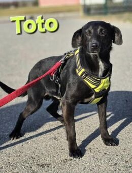 Toto❤️ - Kissing