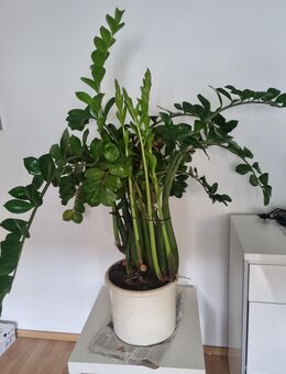 Pflanze mit Topf zu verkaufen - Bestwig