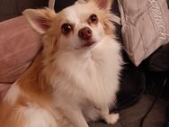 2 verschmuste und liebe Chihuahua Brüder - Schulendorf