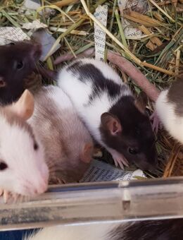 Ratten Nachwuchs abzugeben - Kirchentellinsfurt